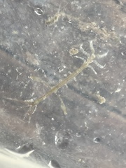 Caprella