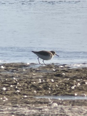 Calidris minutilla