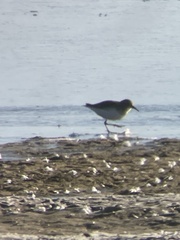 Calidris minutilla