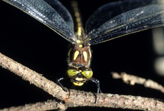 Cordulegaster obliqua