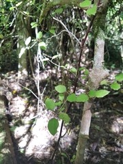 Coprosma rotundifolia