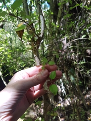 Coprosma rotundifolia