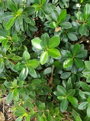 Magnoliopsida