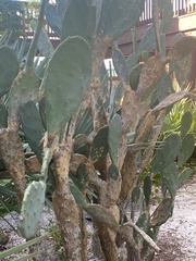 Cactaceae
