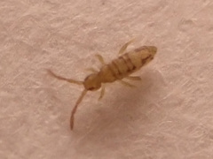 Entomobrya nivalis