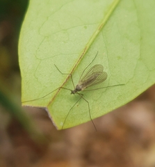 Trichoceridae