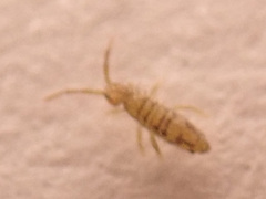 Entomobrya nivalis