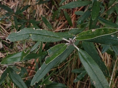 Olearia megalophylla