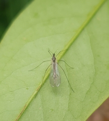 Trichoceridae
