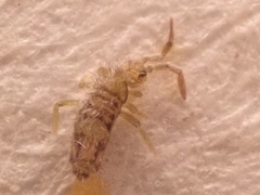 Entomobrya nivalis