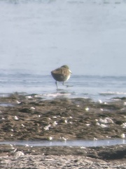 Calidris minutilla