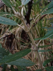 Olearia megalophylla