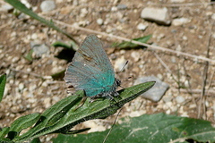 Callophrys rubi