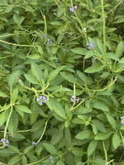 Stachytarpheta cayennensis