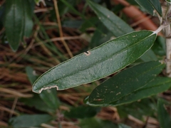 Olearia megalophylla