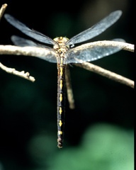 Cordulegaster obliqua