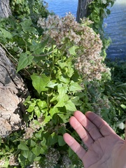 Mikania scandens