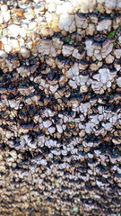 Xylobolus frustulatus