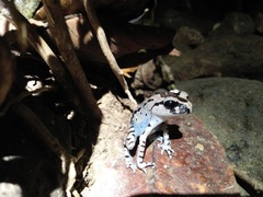 Leptobrachium hasseltii