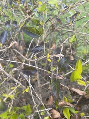 Ligustrum ovalifolium