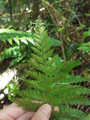 Asplenium bulbiferum