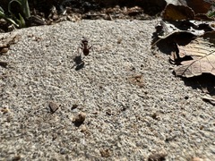 Pogonomyrmex rugosus