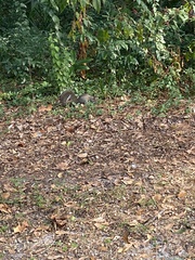 Sciurus carolinensis