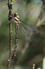 Cordulegaster maculata