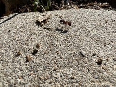 Pogonomyrmex rugosus