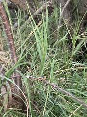 Paraidemona