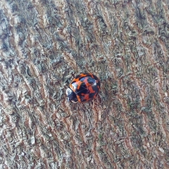 Harmonia axyridis