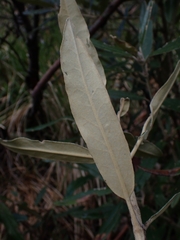 Olearia megalophylla