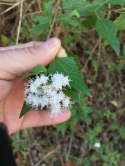 Ageratina havanensis