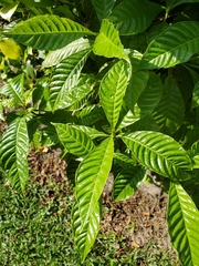 Psychotria nervosa