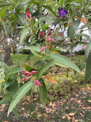 Melastomeae