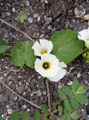 Ipomoea corymbosa