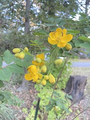 Senna pendula