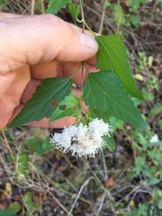 Ageratina havanensis