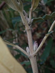 Olearia megalophylla