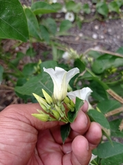 Ipomoea corymbosa