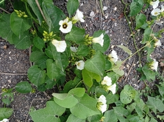 Ipomoea corymbosa
