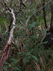 Olearia megalophylla