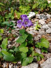 Campanula grossekii