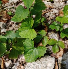 Campanula grossekii