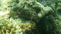 Epinephelus quoyanus