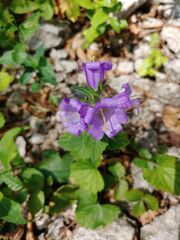 Campanula grossekii