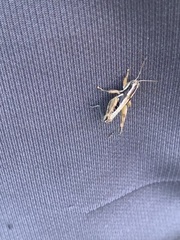 Paraidemona