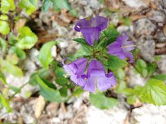 Campanula grossekii