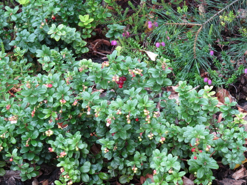 Une autre photo de Lingonberry
