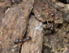 Aphaenogaster fulva